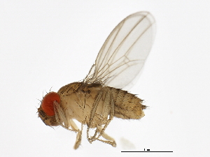 images/Drosophila erecta.jpg